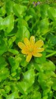 verde plantas dentro verão. flores dentro a jardim. fundo papel de parede. foto