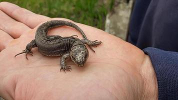 lagarto em mão. natureza dentro a país. suculento grama. animal resgate conceito. foto