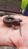 lagarto em mão. natureza dentro a país. suculento grama. animal resgate conceito. foto