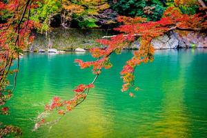 lindo rio arashiyama com árvore de bordo foto