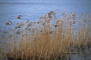 juncos ao vento ao lado de um lago foto