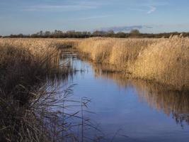 reed bed na reserva natural far ings, lincolnshire, inglaterra foto