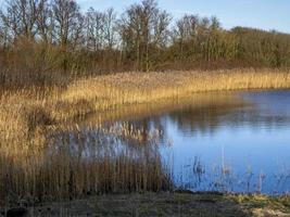 juncos e pântanos na reserva natural de Farings, lincolnshire, inglaterra foto