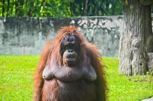 fêmea orangotango em pé às a jardim zoológico foto