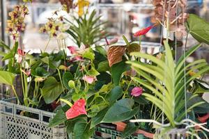 seleções do orquídea plantar em uma sábado bazar dentro Cidade vitória, mahe seychelles foto