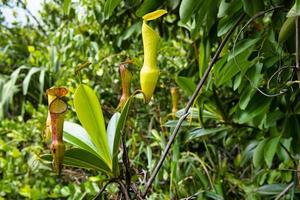 Trois frere natureza trilha, jarro plantas ao longo a trilha crescendo em rochas, mahe seychelles foto