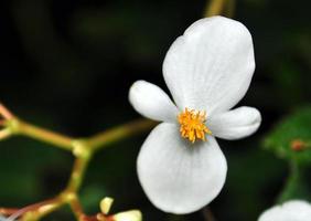 vários tropical floral e tropical plantas foto