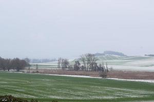 cana e verde campos com neve foto