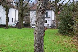 urbano vermelho esquilo em uma árvore foto