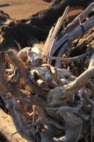 peças do madeira em a de praia foto