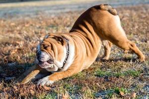 Inglês buldogue jogando com a bastão foto