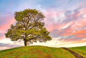 árvore solo no topo da colina ao pôr do sol foto