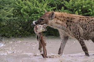 hiena pintada no parque nacional de etosha