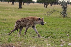 hiena rindo no parque nacional de etosha foto