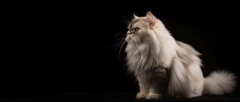 branco persa gato retrato Preto fundo. com cópia de espaço. generativo ai foto