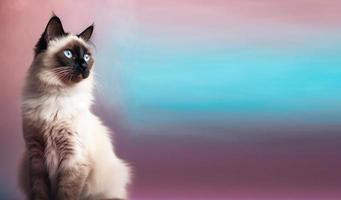 balinesa gato retrato. colorida gradiente fundo. com cópia de espaço. gerar ai foto