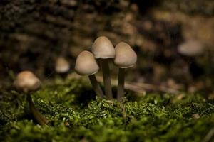 outono cogumelos crescendo dentro a europeu floresta foto