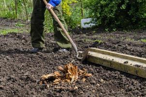 uma homem afrouxa a solo, e faz até linhas para plantio sementes dentro a jardim, uma Novo crescimento estação em a orgânico Fazenda. foto