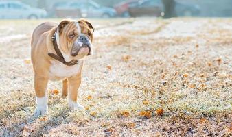 Inglês buldogue dentro a parque foto