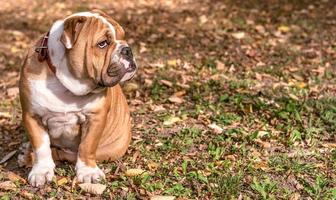 pequeno Inglês buldogue ao ar livre foto