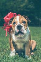 pequeno cachorro do Inglês buldogue para a presente foto