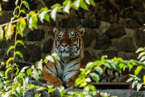 tigre descansando na sombra de perto foto