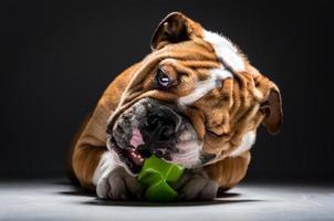 Inglês buldogue jogando com brinquedo foto