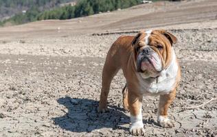 grande Inglês buldogue foto