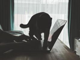 ásia menina trabalhando dentro frente do uma computador portátil computador com uma gato caminhando de computador portátil foto