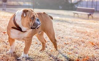 jovem Inglês buldogue foto