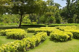 girassóis florescendo fechar-se dentro a natureza jardim campo com azul céu foto