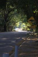 estrada com uma árvore túnel foto