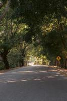 estrada com uma árvore túnel foto