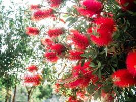 Callistemon vermelho escova de garrafa flores - verão vegetação e florescendo foto