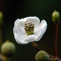 uma algodão flor ai generativo foto