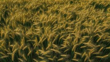 dourado trigo campo, ai gerado imagem foto