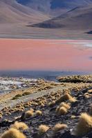 laguna colorida colorida no planalto altiplano na bolívia foto