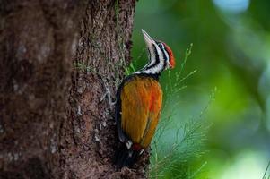 close-up de flameback comum ou goldenback ou pica-pau na árvore foto