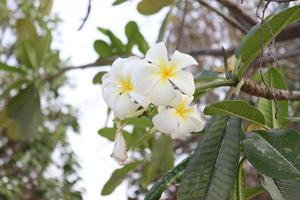 branco plumeria flor branca e amarelo plumeria, frangipani flor foto