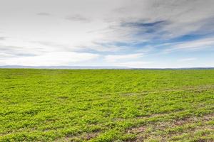 panorama com trevo colheita para forragem e montanhas foto