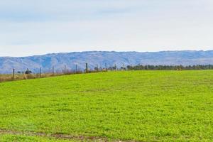 panorama com trevo colheita para forragem e montanhas foto