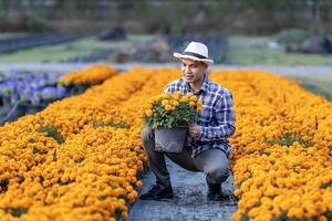 ásia jardineiro é inspecionando a saúde e pragas ao controle do laranja calêndula Panela enquanto trabalhando dentro dele rural campo Fazenda para medicinal erva e cortar flor o negócio indústria foto