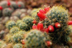 florescendo pequeno vermelho flores em astrophytum ornato cactaceae dentro deserto plantas e cacto jardim foto