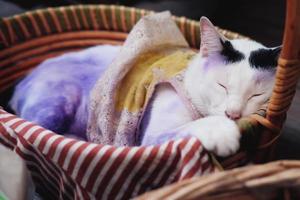 fofa tailandês branco gato dormindo dentro de madeira cesta e Aplique roxa para tratar gatos pele doenças. foto