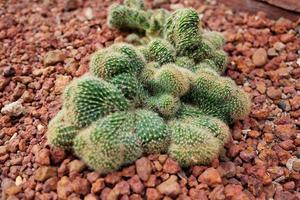 florescendo cacto plantas dentro deserto parque e suculento jardim. mamillaria alongada f. cristata em Castanho pedra-pomes pedra foto