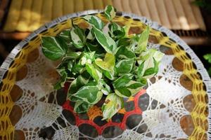 florescendo epipremnum aureum plantas dentro vaso decoração em vidro mesa com natural luz solar foto