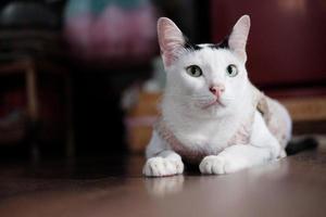 fofa tailandês branco gato apreciar e sentado em de madeira chão dentro casa com natural luz solar. foto