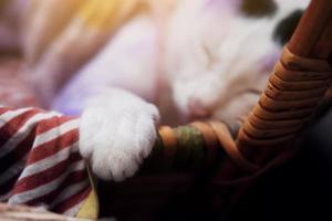 fechadas acima em patas do fofa tailandês branco gato dormindo dentro de madeira cesta e Aplique roxa para tratar gatos pele doenças. foto