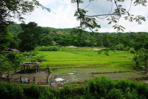 lindo panorama do fresco verde arroz Campos em terraço e arroz plantações dentro luz solar às chiangmai província , norte do Tailândia foto