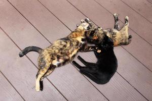 cinzento listrado casal gatos e gatinho Preto gato apreciar e sonolento em de madeira chão dentro jardim com natural luz solar foto